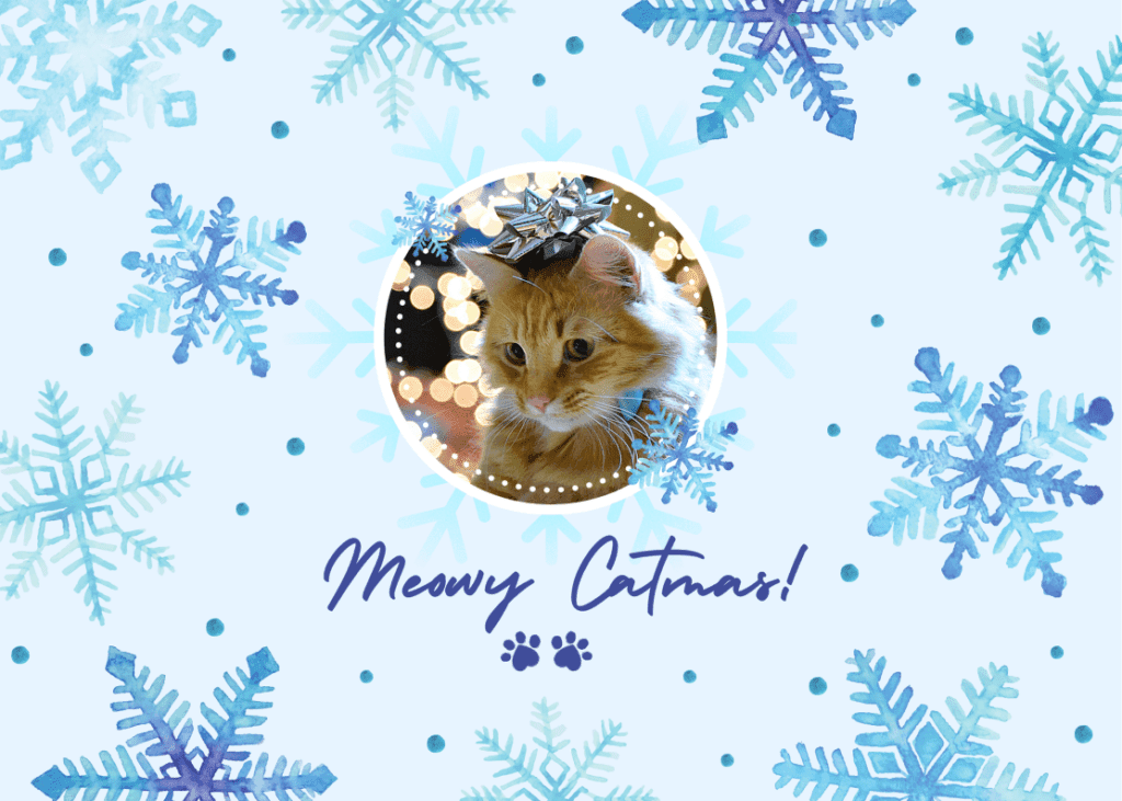 Cat Postcard