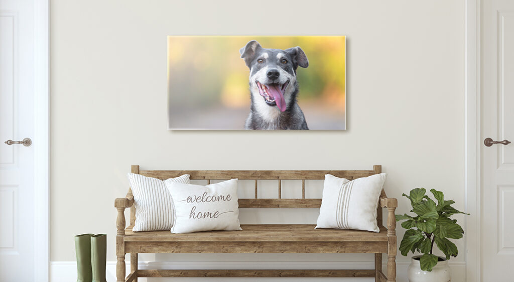 A canvas print hands in a front entry way styled with a wooden bench, rain boots and a large houseplant. The canvas portrays a very cute image of a grey dog, posing with its tongue hanging out as if it is smiling for the camera.