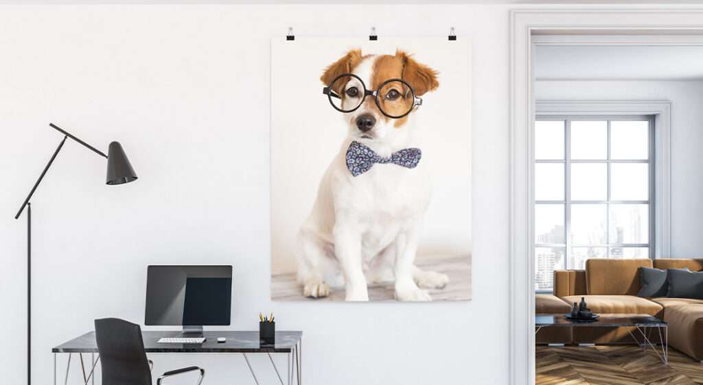 Large poster print of a scruffy small dog in oversized round glasses and a bow tie posing for the camera. Poster is hung on a white wall by black binder clips mounted with nails in a home office.