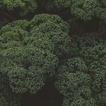 Plant an account