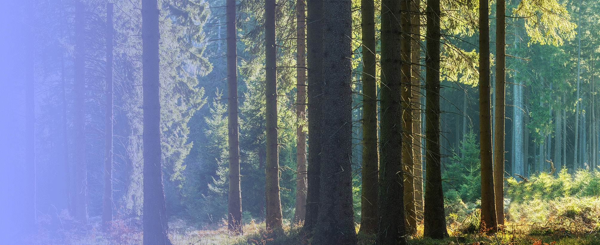 Sustainability - Forest Background